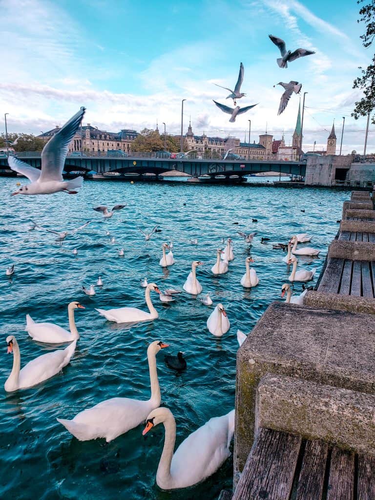 Swans floating in a river with birds flying above. In Zurich Switzerland 