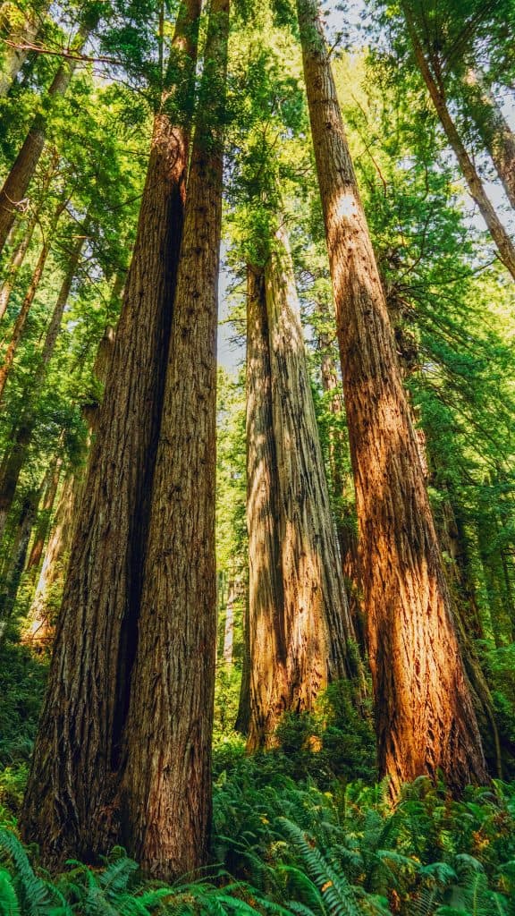 Redwood National Park: California 