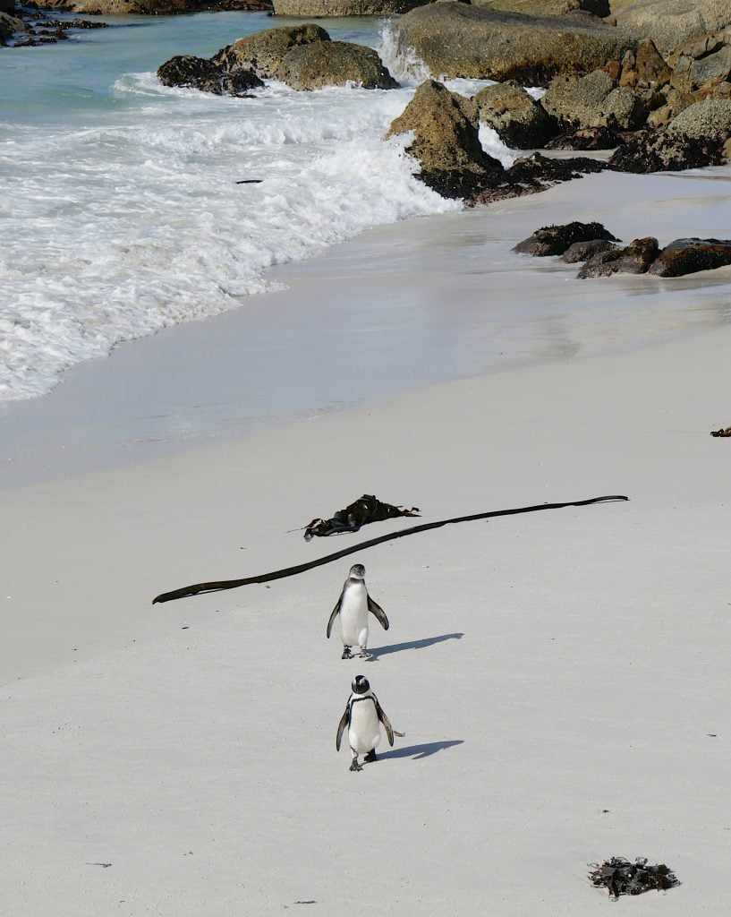 two penguins waddling on Boulders Beach with waves crashing in the background