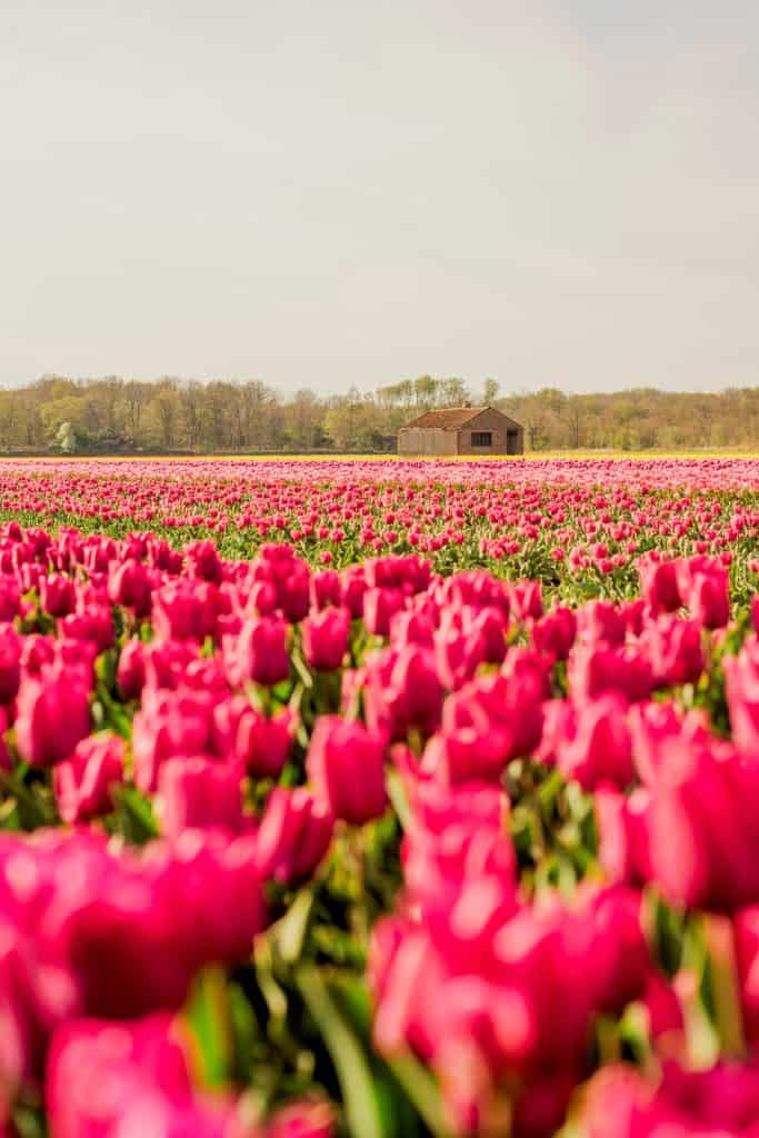A field of bright pink tulips with a shack in the back in the netherlands